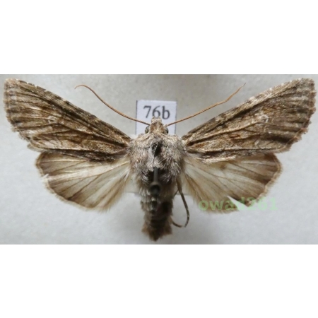 Apamea anceps (Denis & Schiffermüller, 1775) Czech76b